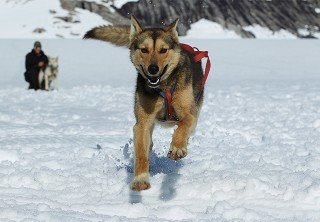 Photo of ALASKAN HUSKY 