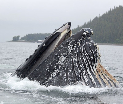 Photo of ase thumbnail redone icy strait premier whale watching adventure