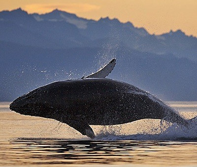 Photo of ase thumbnail redone juneau whale watching mendenhall glacier tour