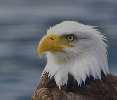 Photo of ase thumbnail redone port sitka
