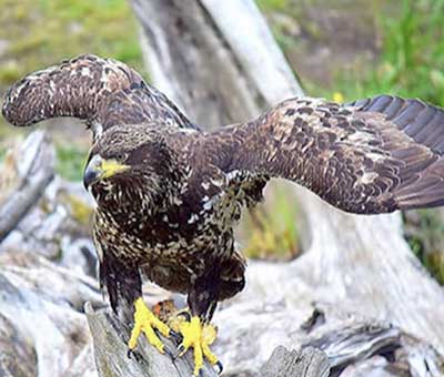 Photo of bears raptors totems private tour 4 thumbnail