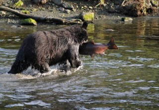 Photo of Black bear in Ketchikan eating salmon