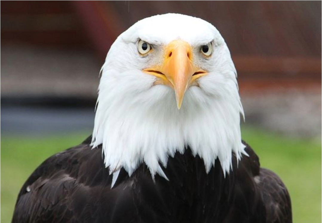 Eagle Sitka Alaska