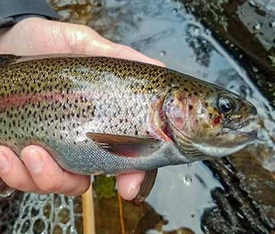 Photo of guided wilderness fishing tour 5 thumbnail