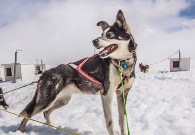 Photo of helicopter glacier dog sledding 1 thumbnail