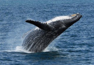 Photo of humpback whale breaching in alaska
