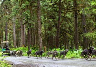 Photo of juneau mushers camp
