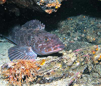 Photo of mountain point snorkeling adventure 6 thumbnail