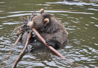 Photo of swt bear water