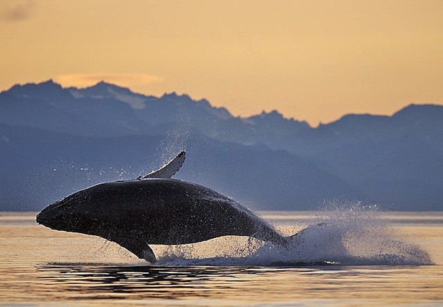 Photo of whale watching at sunset