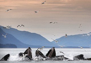 Photo of whale watching tour in juneau