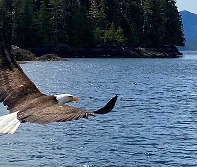 Photo of wildlife sightseeing and whale watching tour 1 thumbnail