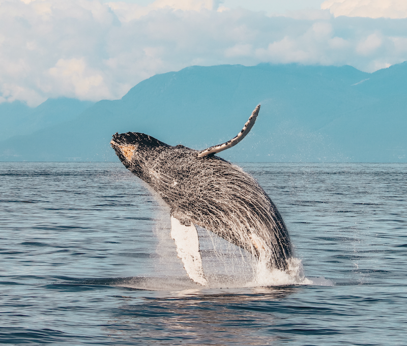 Photo of Whale Vancouver Breach